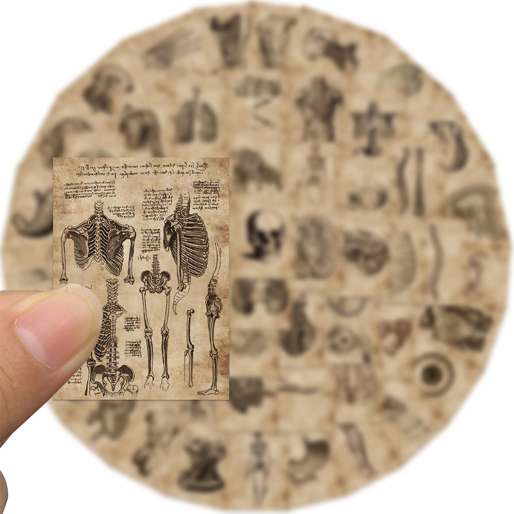 Skeletal System Sticker 56pcs Skeletal and Muscular System Stickers – AU Sticker World
