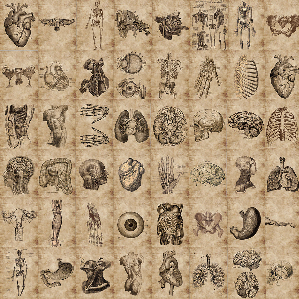 Skeletal System Sticker 56pcs Skeletal and Muscular System Stickers – AU Sticker World